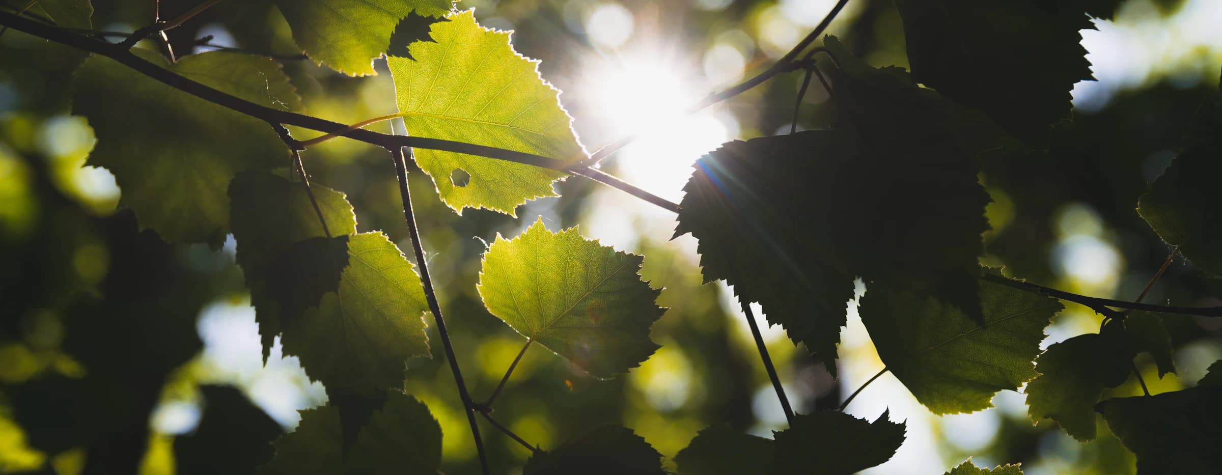 Vegetación y luz natural en primer plano, estética sobria y contemplativa