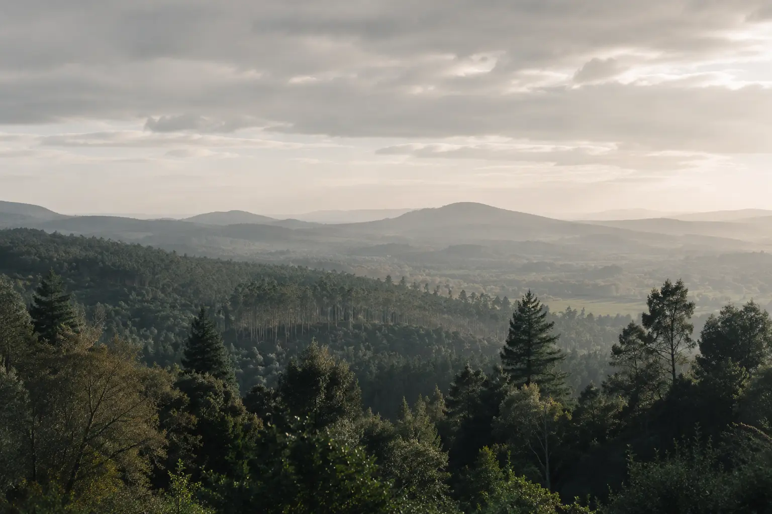 Colinas y árboles entre capas de bruma al amanecer, atmósfera serena y contemplativa